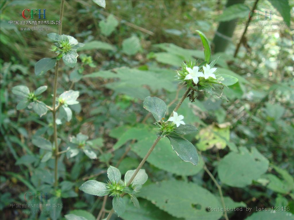  p>白马骨属(拉丁文:serissa comm. ex a. l.