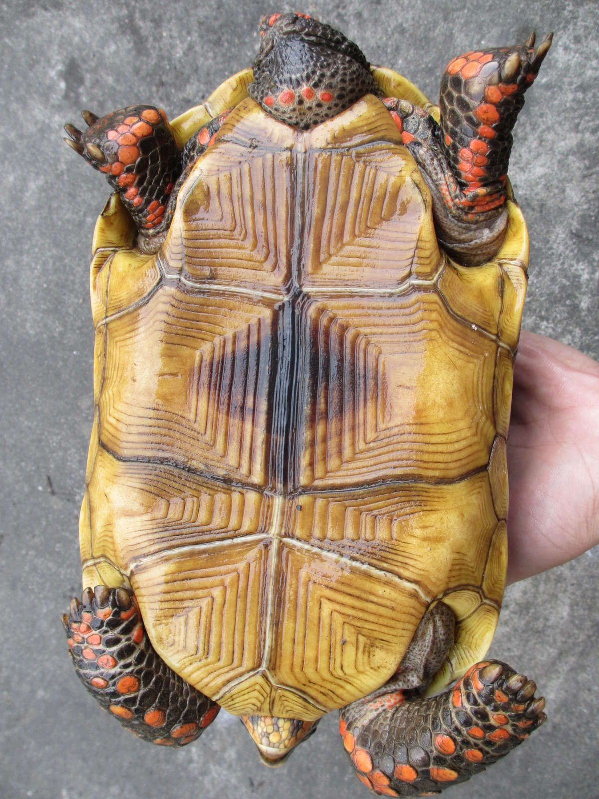  p>哥伦比亚红腿陆龟是生活在南美的一种中型到中大型的 a target="