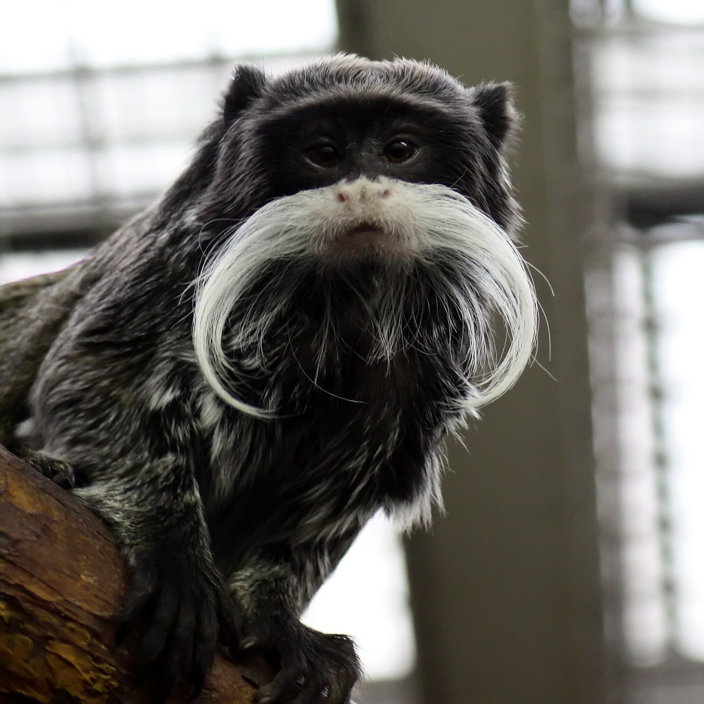  p>皇柽柳猴(学名: i>saguinus imperator /i>)是一种 a target="