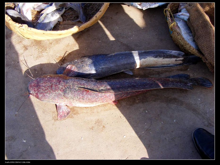  p>角鱼(学名: i>epalzeorhynchos bicornis /i>)属鲤科野鲮亚科角鱼