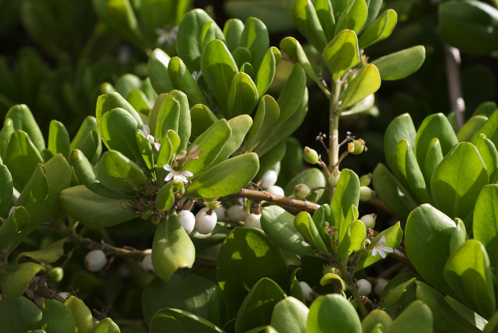  p>海桐(学名: i>pittosporum tobira /i>) ,是 a target="_blank"