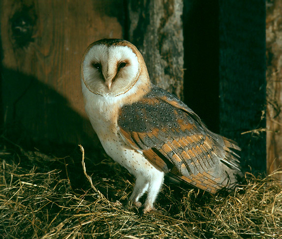  p>仓鸮 a target="_blank" href="/item/指名亚种/6857012" data