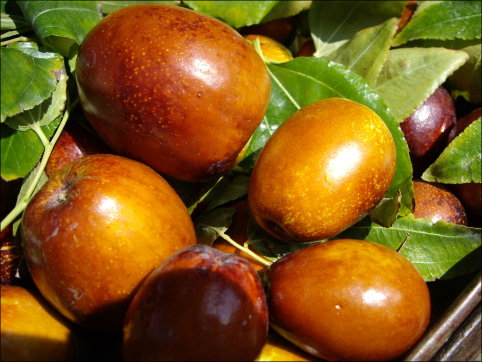  p data-id="gnyx9v8vn7">梨枣是一种树势中庸,发枝力强,树体中大的