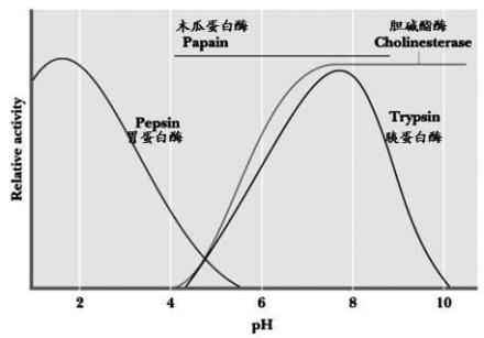酶促反应的影响因素介绍