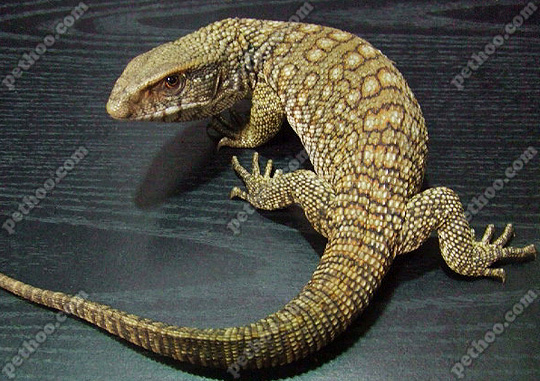  p>平原巨蜥来自非洲大草原,在巨蜥中脾气比较温顺.