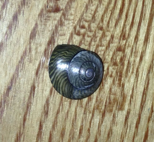 target="_blank" href="/item/钟螺科/864237"