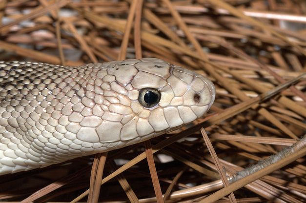 颜色鲜艳,花纹明显;有黑色,褐色或红褐色斑点,头背面覆盖大而对称的