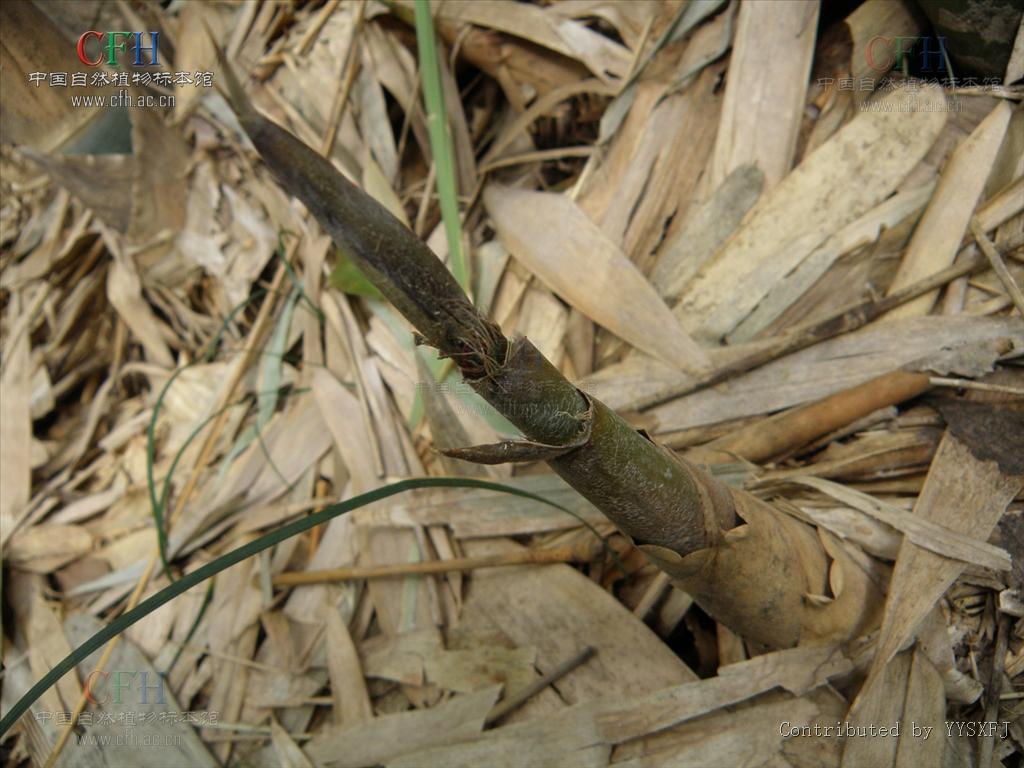 bambusa cerosissima mcclure