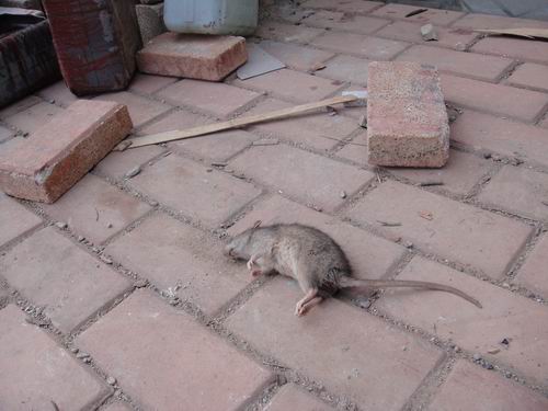  p>鼠科muridae有500余种,其成员非常多样化,可以分成几个亚科,其中