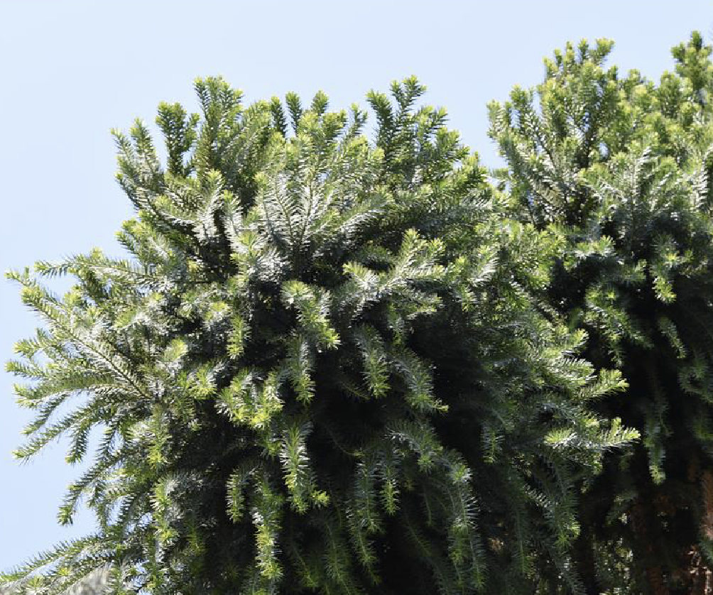 是南洋杉科南洋杉属植物,乔木,在原产地高达50米,胸径达1米;树皮厚