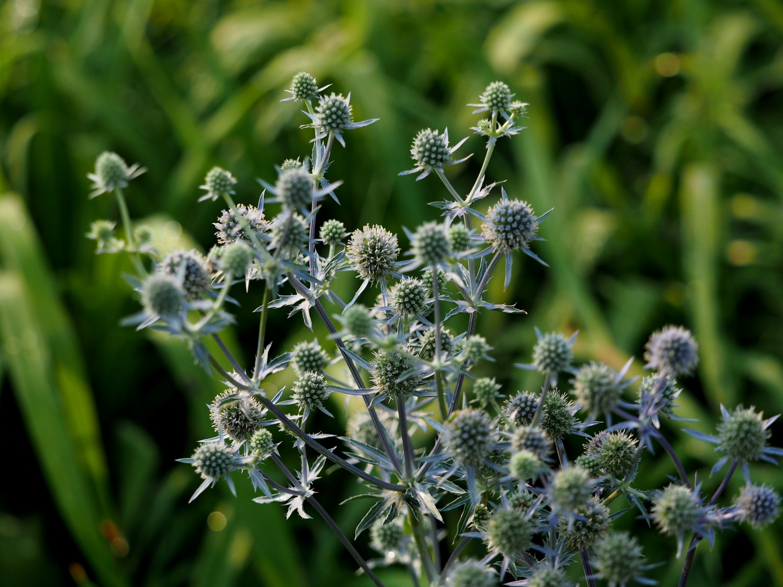  p>扁叶刺芹是 a href="#" data-lemmaid="8249341">伞形科 /a>, a