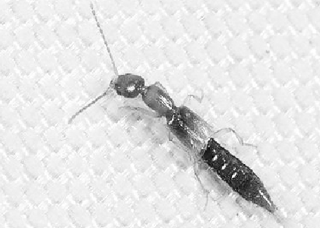 黑膝愈片隐翅虫