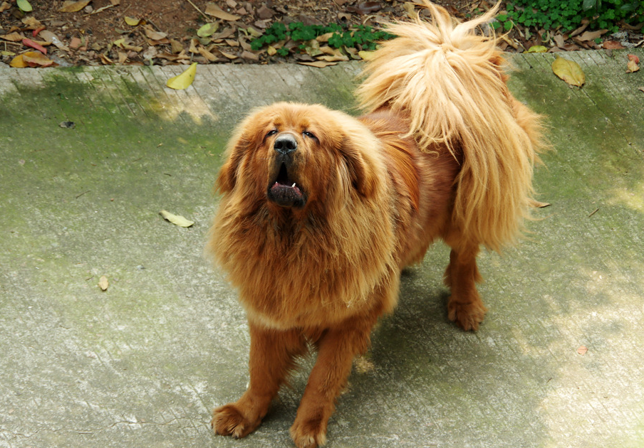 tibetan mastiff