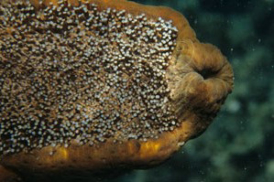  p data-id="gn761gh7fj">白底辐肛参,又名赤瓜参, 白底靴参, 靴海参