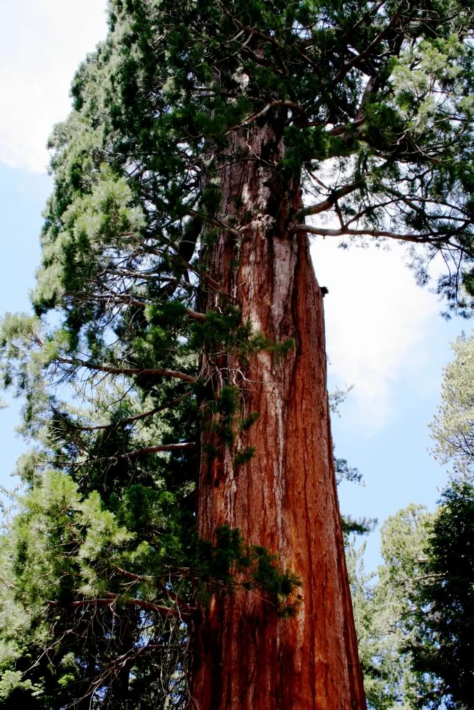  p>巨杉属(学名:sequoiadendron buchholz) , a target="_blank" href