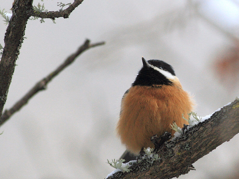  p>红腹山雀(学名: i>parus davidi /i>)小型鸟类,体长11~12厘米.
