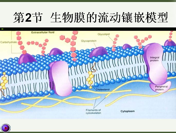 流动镶嵌模型