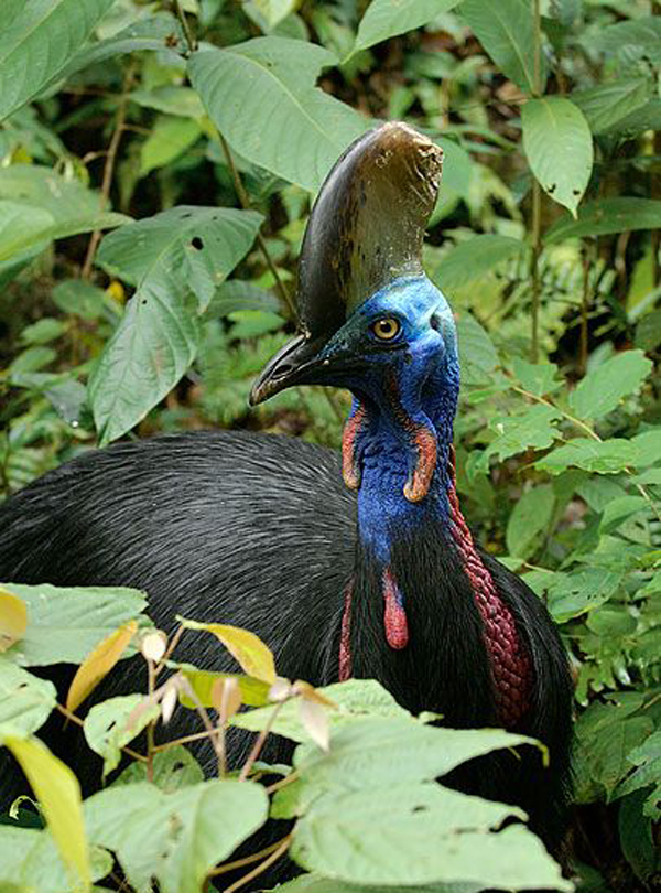  p>双垂鹤鸵(学名: i>casuarius casuarius /i>):是鸟纲,鹤鸵科的 a