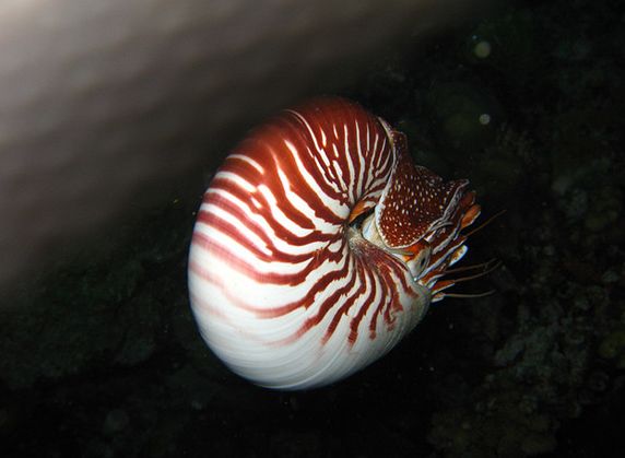  p>鹦鹉螺(学名:nautiloidea):是头足纲,鹦鹉螺科的海洋 a href="#">