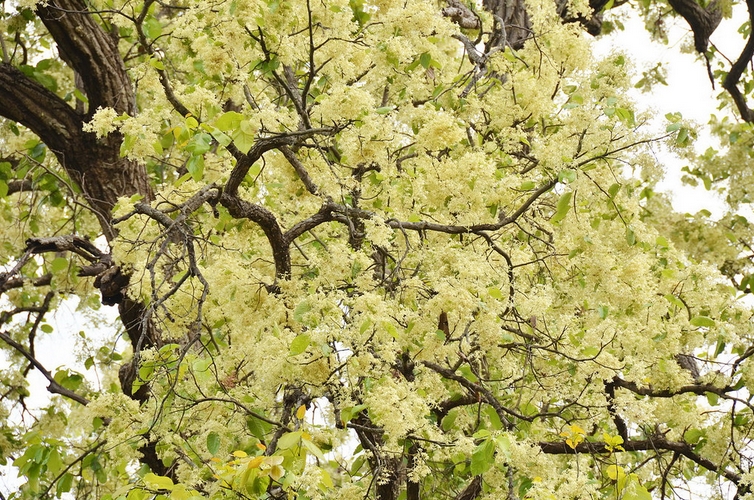  p>娑罗树(学名: i>shorea /i>  i>robusta   /i>gaertn.