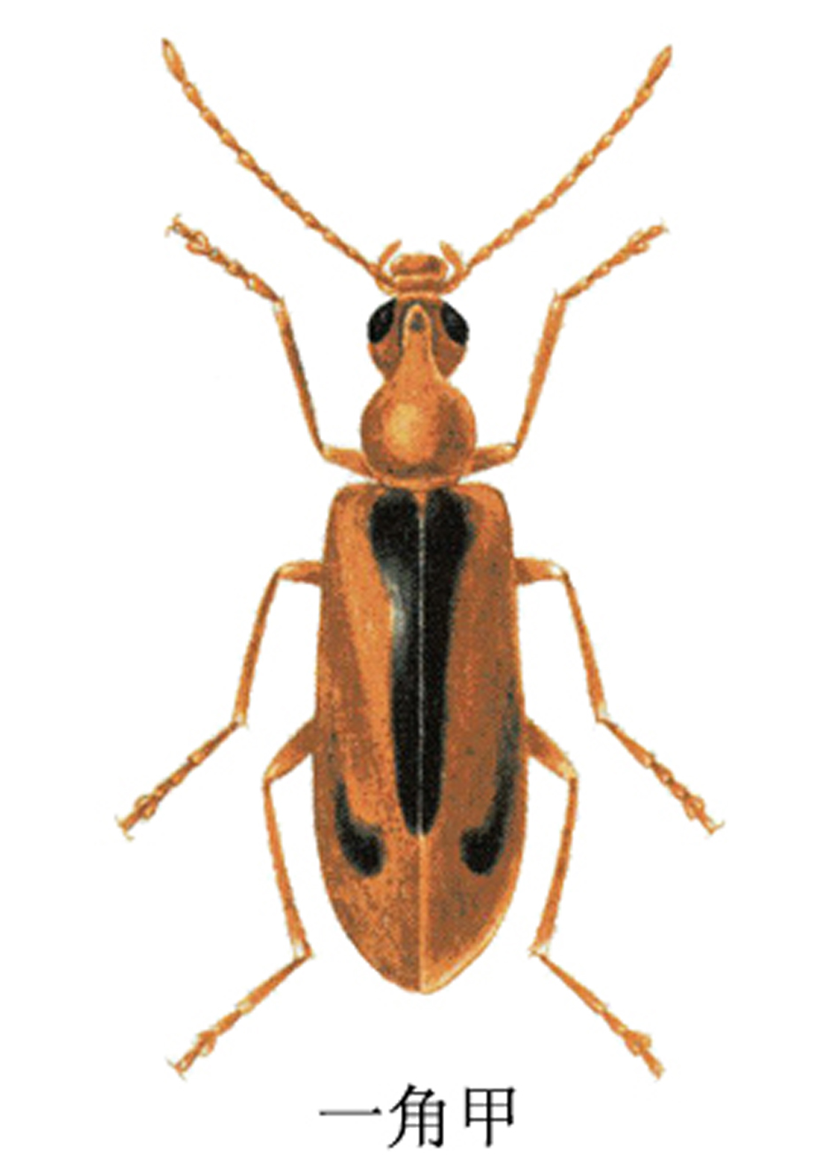  p>一角甲是捕食性天敌,寄主在蚜虫上,主要危害小麦,桃树.成虫体长4.