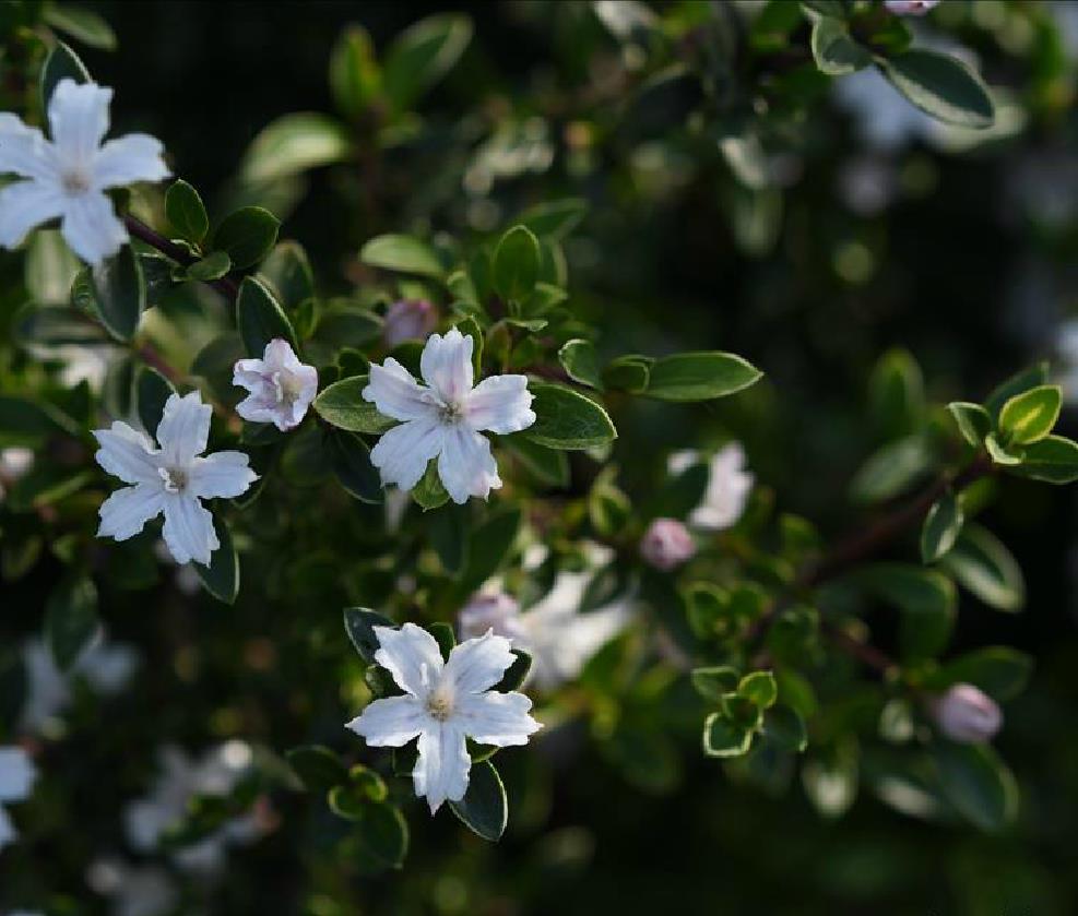  p>白马骨属(拉丁文:serissa comm. ex a. l.