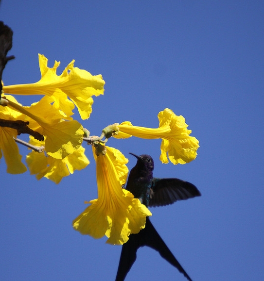 swallow-tailed hummingbird