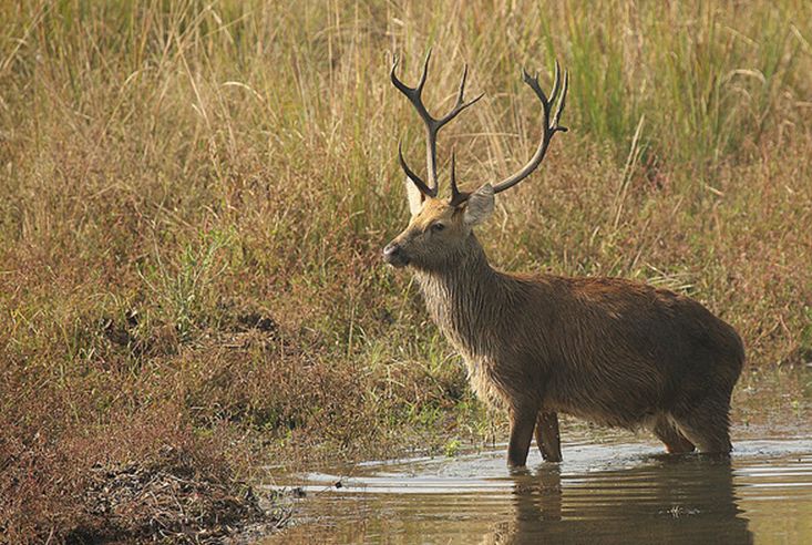  p>泽鹿(学名: i>rucervus duvaucelii /i>)