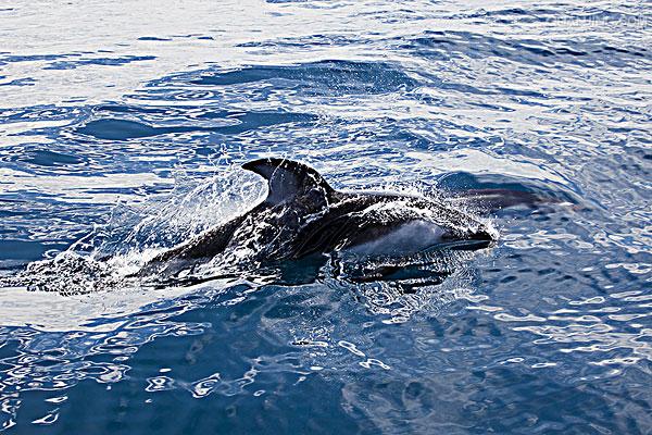  p>太平洋(pacific ocean)是世界上最大,最深,边缘海和岛屿最多的大洋