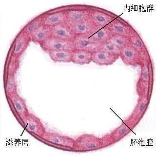 自然受孕_百度百科