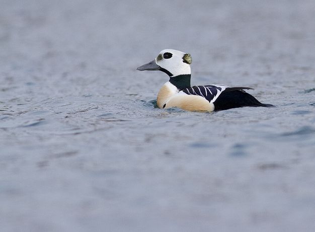  p>小绒鸭(学名: i>polysticta stelleri /i>)鸭科小绒鸭属鸟类,体长