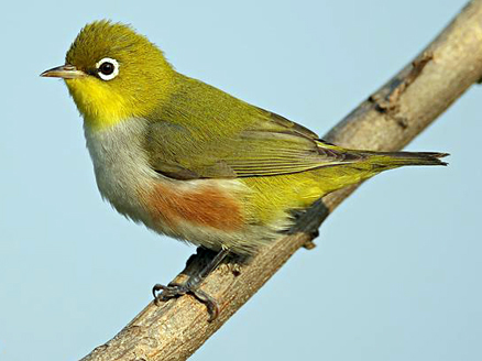  p>红胁绣眼鸟(学名: i>zosterops erythropleurus /i>):中等体型,体