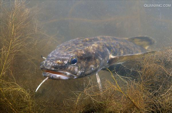  p>江鳕(lota lota)属 a target="_blank" href="/item/鳕形目