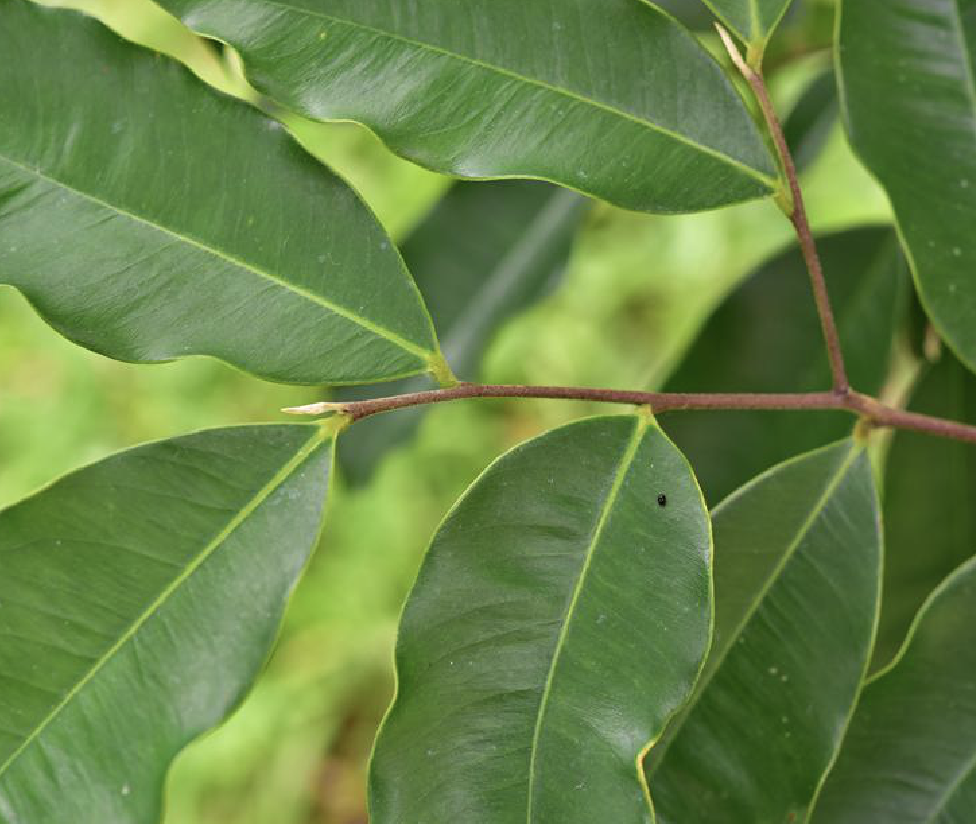 huang)是瑞香科沉香属植物,小乔木,高约3-8米,小枝暗褐色,疏被短柔毛