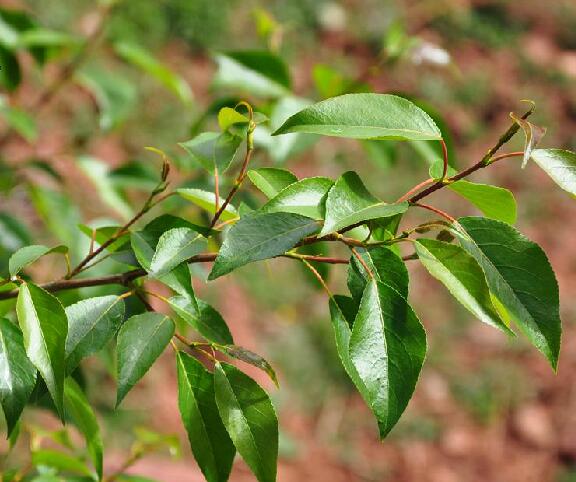 k. schneid.)是杨柳科杨属植物,皮光滑或具纵沟,髓心五角状.