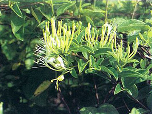  p>黄褐毛忍冬(学名: i>lonicera fulvotomentosa /i> hsu et s. c.