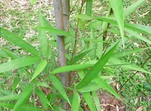 zhang)又称刺竹,小刺竹, a href="#" data-lemmaid="2458872">禾笨破