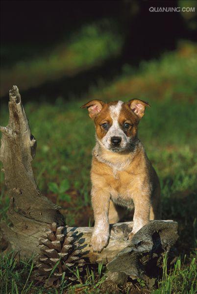  p>澳洲牧牛犬,别名又叫做昆士蓝赫勒犬(australianqueensland heeler
