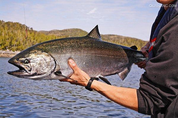 又名 a href="#" data-lemmaid="874331">大马哈鱼 /a>, a href="#"