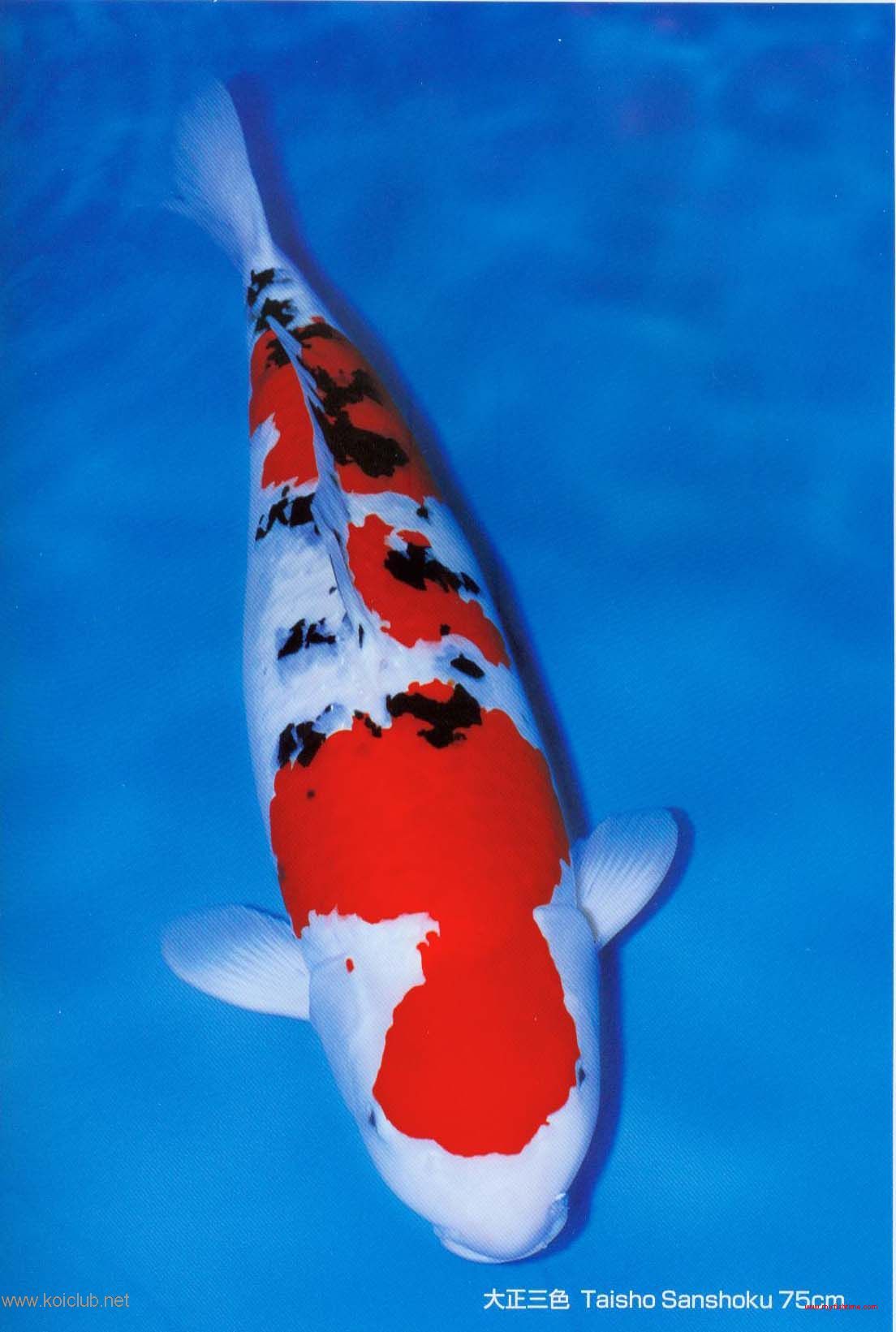 昭和三色鲤