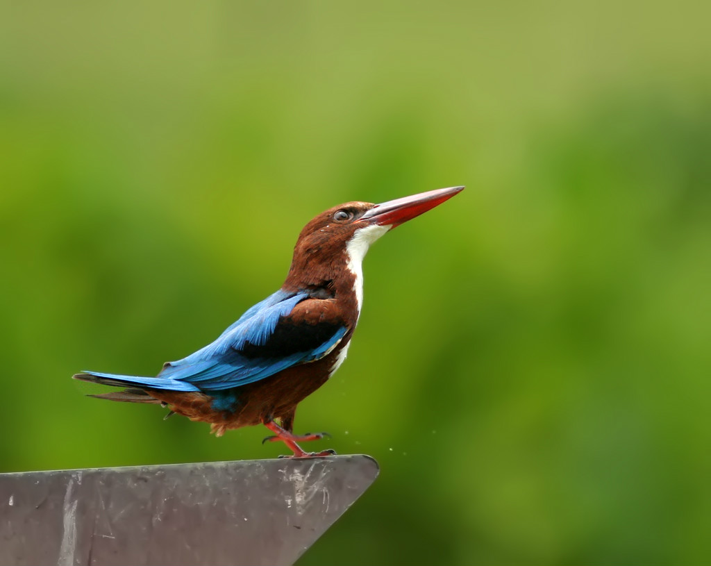白胸翡翠华南亚种