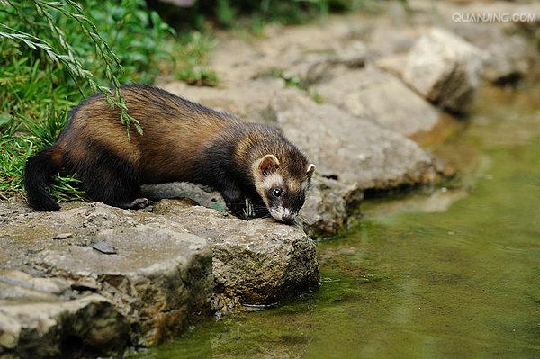 ="25414">艾虎 /a>,地狗,是 a href="#">鼬科 /a>鼬属的小型毛皮动物