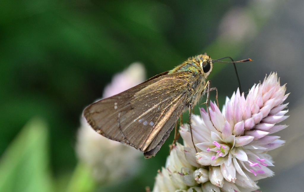  p>中华谷弄蝶,又称中华褐弄蝶,是鳞翅目 a>弄蝶科 /a>的昆虫.