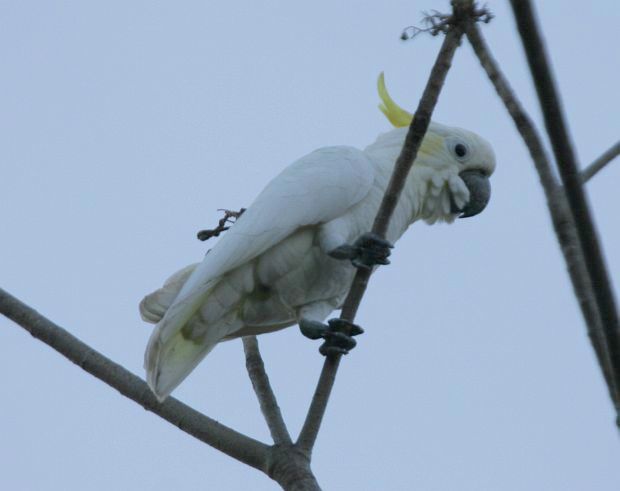  p>橘冠凤头鹦鹉(学名: i>cacatua sulphurea citrinocristata /i>)是