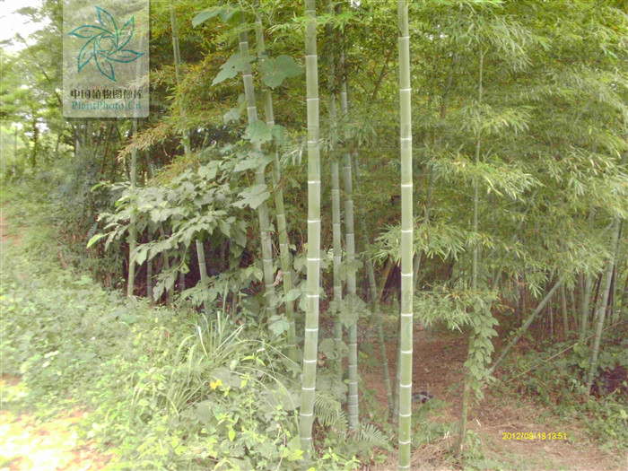  p> b>苗竹仔 /b>(学名: b> i>schizostachyum dumetorum /i> /b>)为 