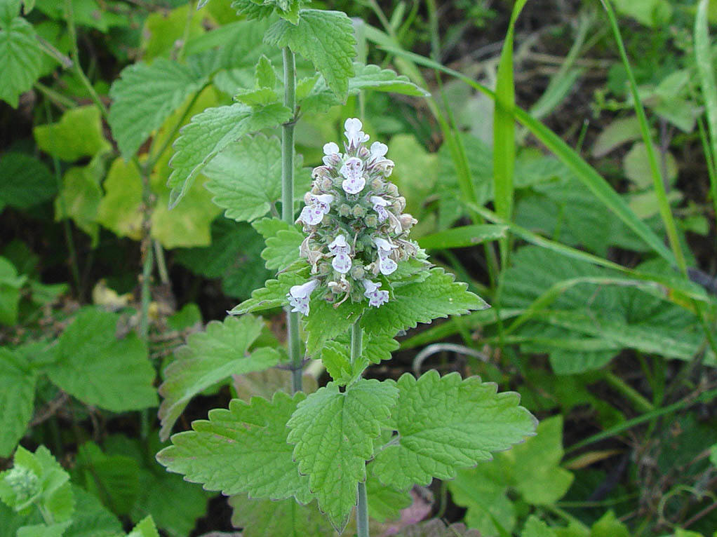 nepeta veitchii