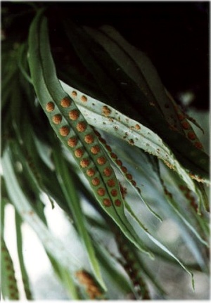  p>孢子囊是植物或真菌制造并容纳 a target="_bl