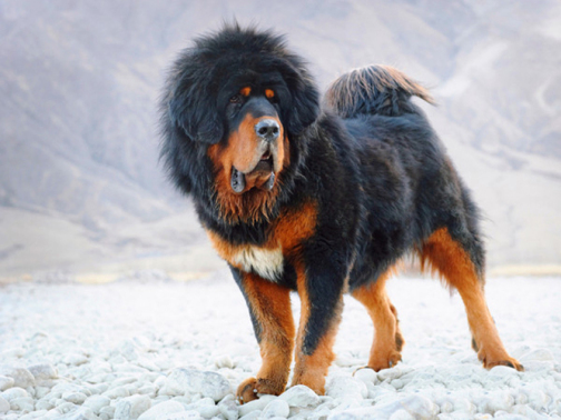藏獒（起源于中国西藏的大型犬类）_百度百科