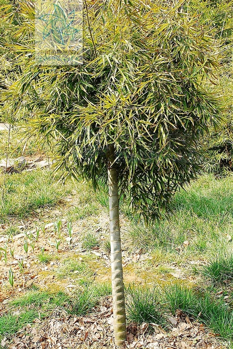 phyllostachys cv.tubaeformis
