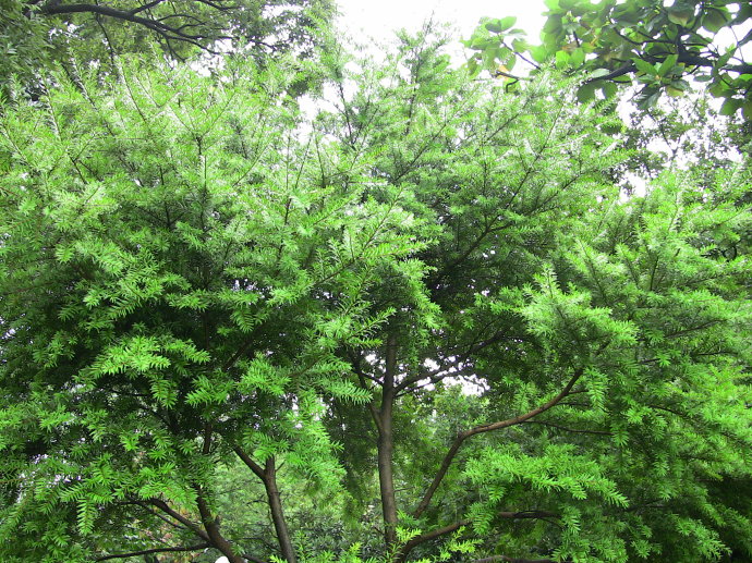  p>台湾油杉(学名: i>keteleeria formosana /i> hayata )是松科,油杉